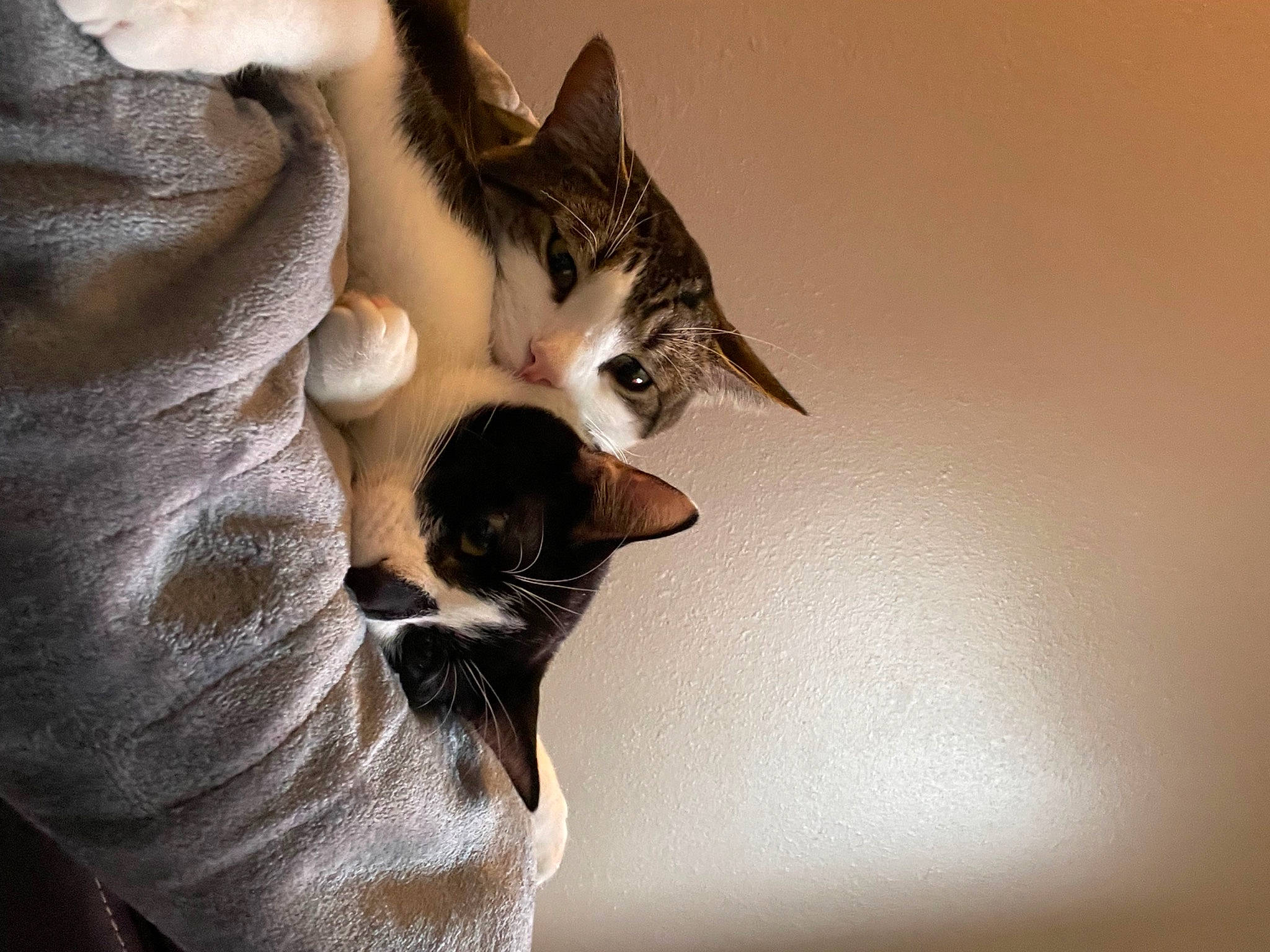 Baphy joined the competition — help win amazing prizes! carnivore, cat, claw, domestic_short_haired_cat, door, ear, eye, eyelash, felidae, fur, gesture, human_body, jaw, paw, small_to_medium_sized_cats, snout, tail, whiskers, window, wood