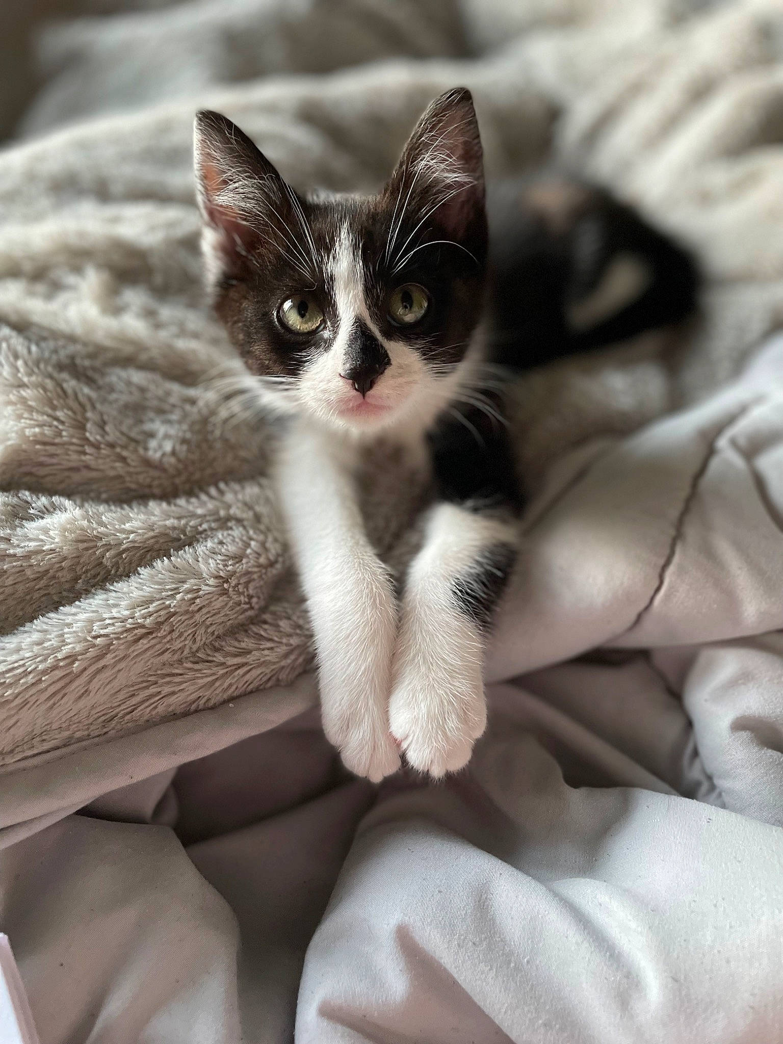 Baphy is registered to the contest to win money with this photo: carnivore, cat, claw, comfort, domestic_short_haired_cat, ear, eye, eyelash, felidae, fur, grey, linens, paw, small_to_medium_sized_cats, snout, tail, whiskers