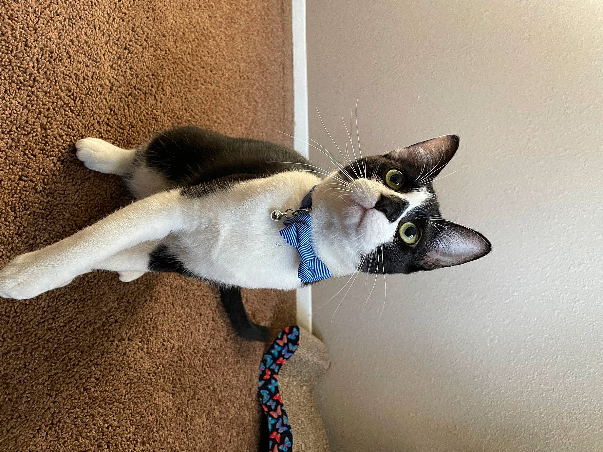 Baphy is registered to the contest to win money with this photo: balinese, carnivore, cat, collar, comfort, dog_breed, domestic_short_haired_cat, electric_blue, eye, fashion_accessory, fawn, felidae, fur, paw, pet_supply, small_to_medium_sized_cats, snout, tail, terrestrial_animal, whiskers