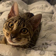 Priscilla joined the competition — help win amazing prizes! animal, bed, blanket, cat, close_up, cozy, curious, cute, ears, feline, fur, indoor, pet, portrait, relaxed, resting, soft, tabby, whiskers, wide_eyes