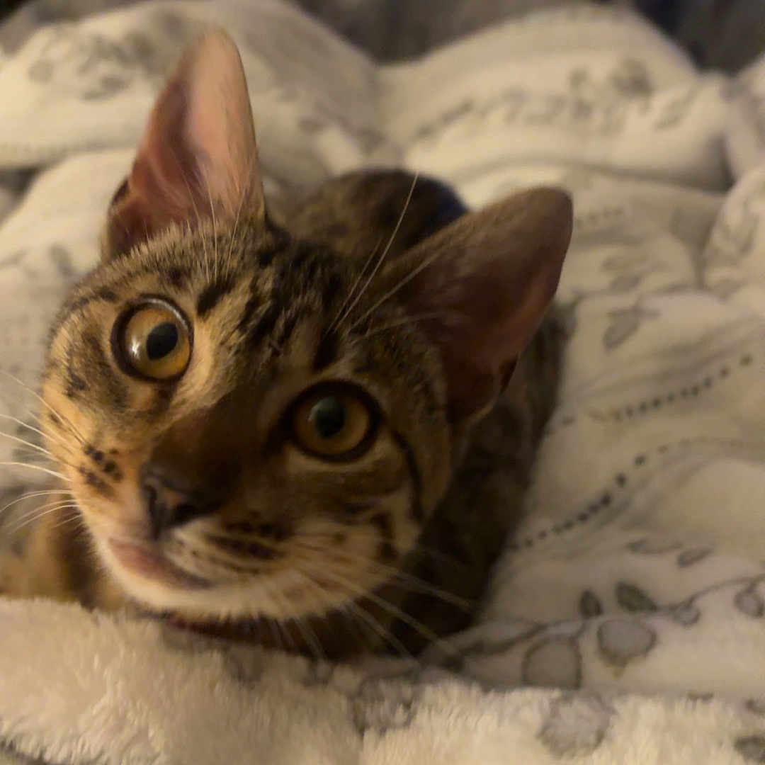Priscilla