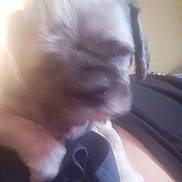 Shadow is registered to the contest to win money with this photo: animal, background, black_clothing, blurry, close_up, companion, cozy, cuddle, dog, ears, face, fur, fuzzy, indistinct, indoor, muzzle, pet, snout, soft_light, warm_light