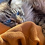 Fiona is registered to the contest to win money with this photo: cat, blue_eyes, fluffy, close_up, resting, soft_fabric, warm_colors, cozy, indoor, pet, whiskers, fur, relaxed, nap, comfort, texture, animal, cute, sleepy, domestic_cat