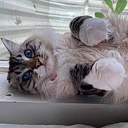 Fiona is registered to the contest to win money with this photo: cat, blue_eyes, fluffy, fur, paws, window, relaxed, pet, animal, indoor, curious, laying_down, whiskers, close_up, adorable, cute, domestic_cat, feline, soft_light, resting