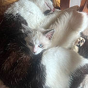 Vanille a rejoint le concours — aidez-le/la à gagner de superbes lots ! abyssinian, angora, animal, architecture, armchair, canine, cat, chair, couch, dog, furniture, homedecor, husky, indoors, kitten, manx, person, pet, siamese, sleeping