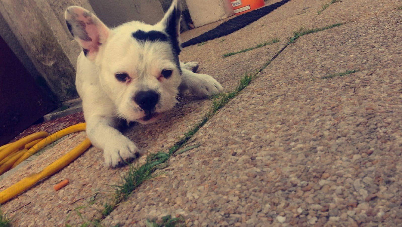 Loyd participe au concours pour gagner de l'argent avec cette photo : american_bulldog, canidae, carnivore, companion_dog, dog, dog_breed, fawn, french_bulldog, mammal, non_sporting_group, nose, pit_bull, puppy, rare_breed_dog, snout, sporting_group, tail, toy_bulldog, vertebrate