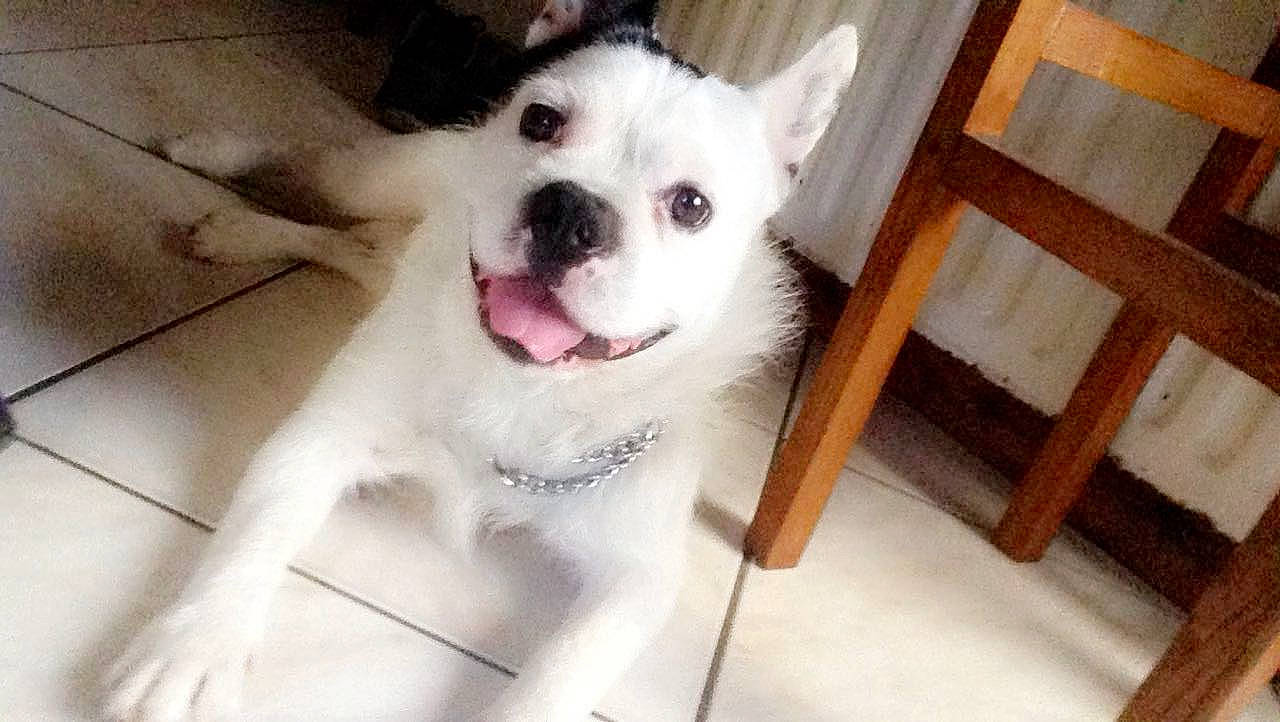 Loyd participe au concours pour gagner de l'argent avec cette photo : canidae, carnivore, companion_dog, dog, dog_breed, eye, indian_spitz, mammal, non_sporting_group, nose, puppy, rare_breed_dog, siberian_husky, snout, vertebrate