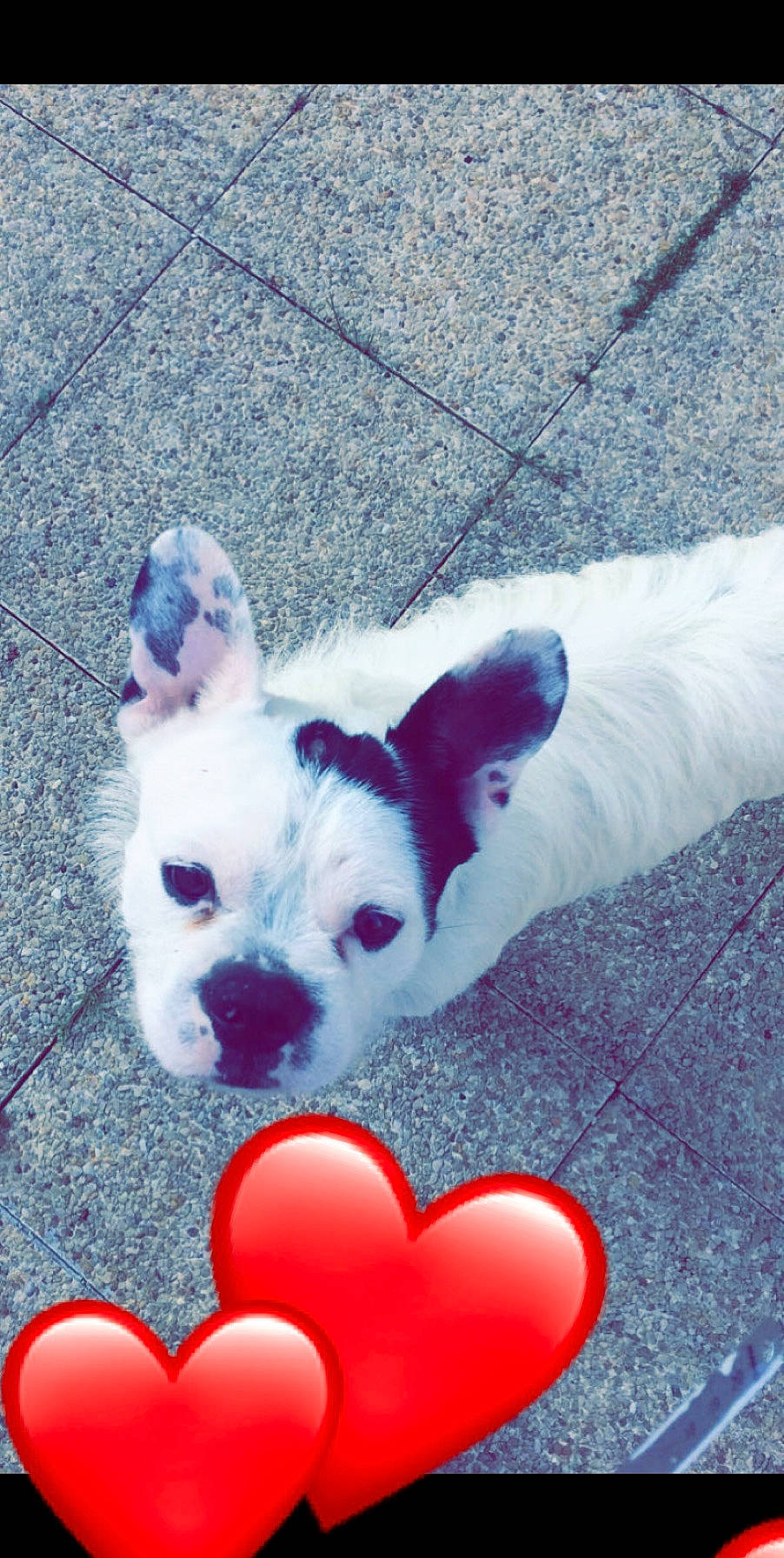 Loyd a rejoint le concours — aidez-le/la à gagner de superbes lots ! boston_terrier, bulldog, canidae, carnivore, companion_dog, dog, dog_breed, ear, fawn, french_bulldog, mammal, non_sporting_group, puppy, rare_breed_dog, snout, toy_bulldog