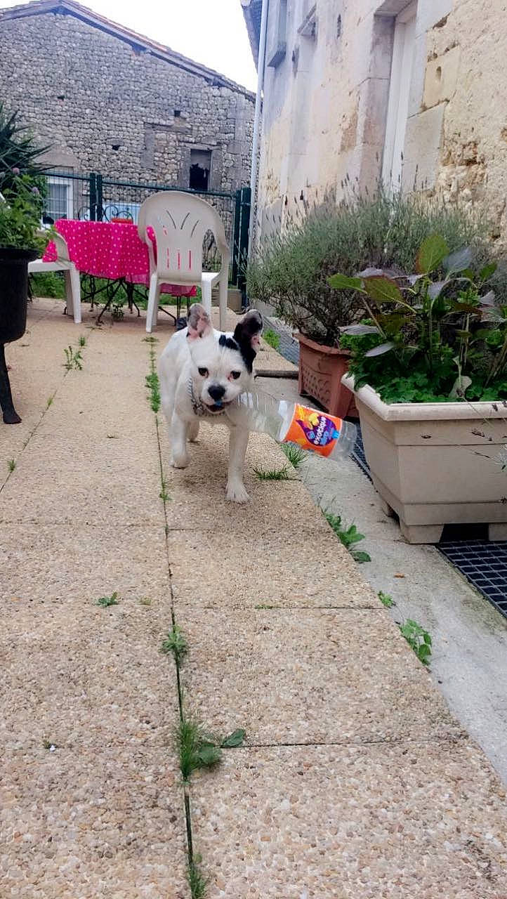 Loyd participe au concours pour gagner de l'argent avec cette photo : canidae, carnivore, dog, dog_breed, fawn, kintamani, mammal, non_sporting_group, sidewalk, sporting_group, vertebrate, working_dog, yard