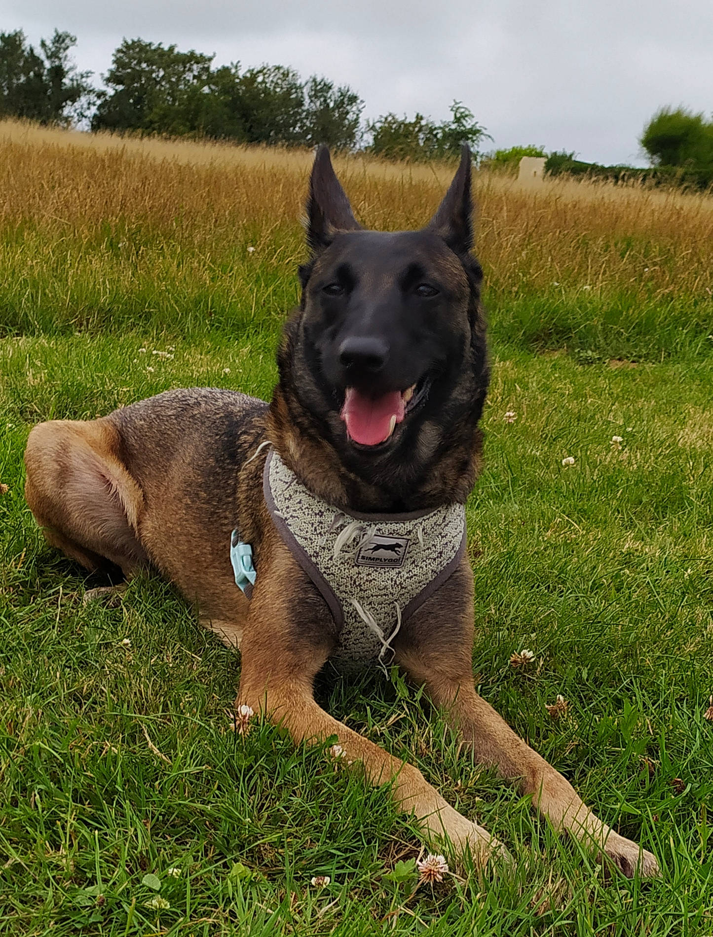 Miha participe au concours pour gagner de l'argent avec cette photo : belgian_shepherd, belgian_shepherd_malinois, canidae, carnivore, dog, dog_breed, dutch_shepherd_dog, east_european_shepherd, fawn, german_shepherd_dog, king_shepherd, kunming_wolfdog, mammal, norwegian_elkhound, rare_breed_dog, shiloh_shepherd_dog, snout, sporting_group, vertebrate, working_dog