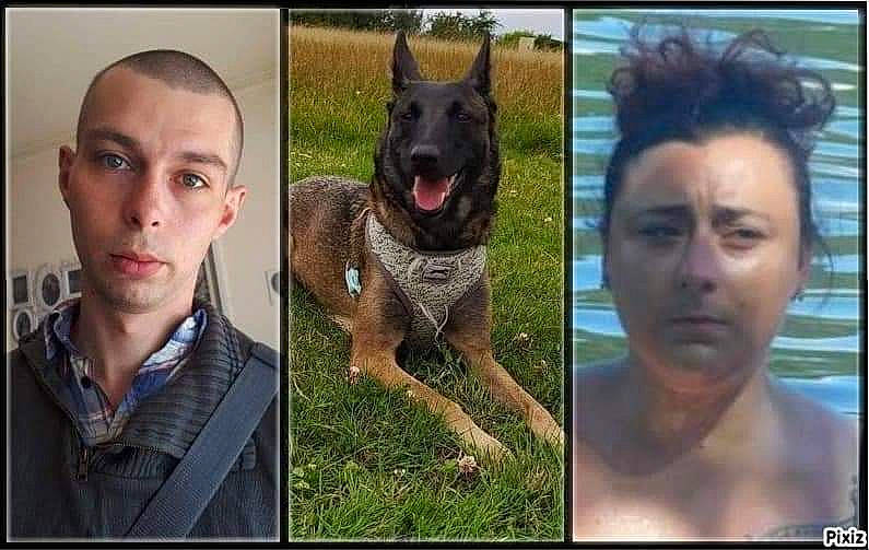 Miha participe au concours pour gagner de l'argent avec cette photo : canidae, carnivore, dog, dog_breed, fawn, german_shepherd_dog, guard_dog, mammal, photo_caption, photography, police_dog, screenshot, snout, vertebrate, wildlife, working_dog