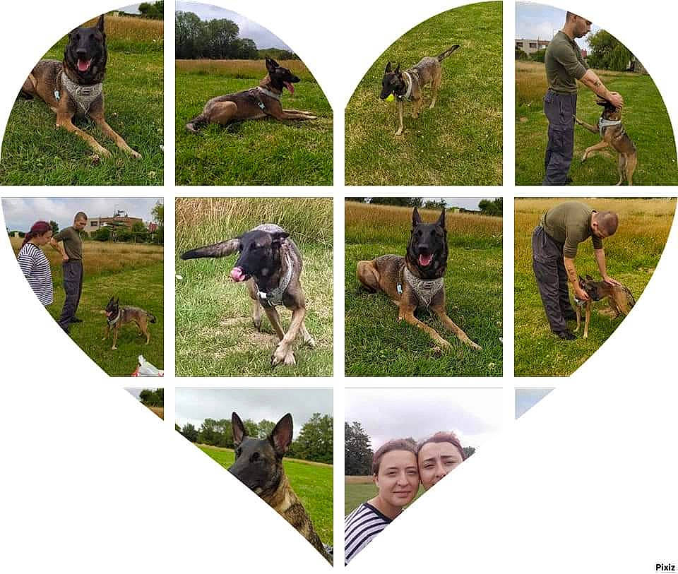 Miha participe au concours pour gagner de l'argent avec cette photo : ancient_dog_breeds, beauceron, canidae, carnivore, dobermann, dog, dog_breed, german_shepherd_dog, guard_dog, hunting_dog, mammal, police_dog, rottweiler, schutzhund, vertebrate, working_animal, working_dog