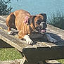 Shelby participe au concours pour gagner de l'argent avec cette photo : animal, brown_dog, canine, collar, daytime, dog, grass, happy, lake, nature, outdoor, pet, picnic_table, pink_bow, relaxed, sunlight, tongue_out, water, white_paws, wooden_table