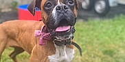 Shelby a rejoint le concours — aidez-le/la à gagner de superbes lots ! animal, bow, boxer, brown_fur, canine, collar, daylight, dog, ears, grass, happy, mammal, outdoor, pet, playful, portrait, standing, tongue_out, white_chest, yard
