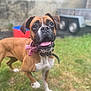 animal, bow, boxer, brown_fur, canine, collar, daylight, dog, ears, grass, happy, mammal, outdoor, pet, playful, portrait, standing, tongue_out, white_chest, yard