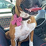 animal, bow_tie, boxer, brown_and_white, canine, car, car_interior, close_up, collar, cute, daylight, dog, friendly, happy, leash, pet, pink_bow, seat, sitting, tongue_out