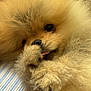 adorable, animal, close_up, cute, dog, eyes, face, fluffy, fur, furry, indoors, licking, nose, paw, pet, pomeranian, puppy, resting, soft, tongue