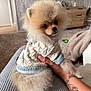 Billy joined the competition — help win amazing prizes! animal, blanket, carpet, companion, cozy, cute, dog, fluffy, furniture, hand, indoor, knitted_clothing, living_room, pet, pomeranian, portrait, sweater, tattoo, television, wooden_cabinet