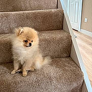 Billy is registered to the contest to win money with this photo: adorable, animal, carpet, companion, cute, dog, domestic, fluffy, fur, home, indoor, looking_away, pet, pomeranian, puppy, sitting, small, stairs, wooden_floor, young