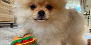 Billy is registered to the contest to win money with this photo: animal, carpet, close_up, companion, cute, dog, domestic, fluffy, fur, furniture, indoor, living_room, paw, pet, pet_toy, playful, plush_hamburger, pomeranian, small_dog, toy