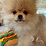 animal, carpet, close_up, companion, cute, dog, domestic, fluffy, fur, furniture, indoor, living_room, paw, pet, pet_toy, playful, plush_hamburger, pomeranian, small_dog, toy