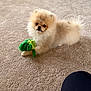 Billy joined the competition — help win amazing prizes! animal, beige, carpet, companion, cute, dog, domestic, floor, fluffy, fur, indoor, laying_down, looking, pet, playful, plush_toy, pomeranian, puppy, small_dog, toy