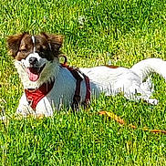 Vaiko participe au concours pour gagner de l'argent avec cette photo : dog, grass, outdoor, happy, pet, canine, nature, sunlight, animal, playful, greenery, leash, field, ears, tongue, fur, muzzle, daytime, summer, relaxed