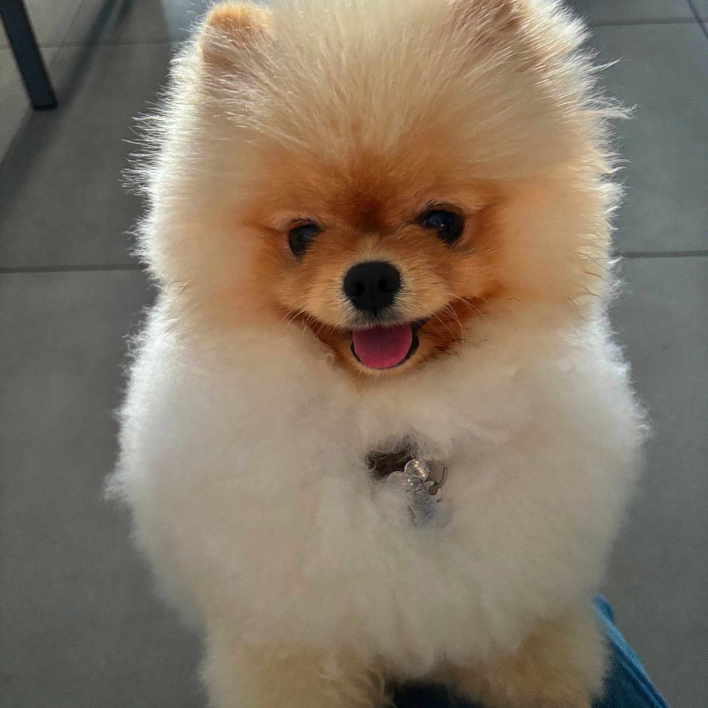 Vegas a rejoint le concours — aidez-le/la à gagner de superbes lots ! animal, bodypart, canine, chow, cockerspaniel, dog, eskimodog, husky, leash, lesserpanda, mouth, papillon, person, pet, poodle, puppy, terrier, tongue, whitedog