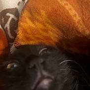 Lars is registered to the contest to win money with this photo: black_cat, close_up, blurred, blanket, orange, pattern, pet, fur, whiskers, collar, indoor, cozy, soft, cute, animal, face, nose, eye, resting, warm