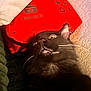 cat, first_aid_kit, red_bag, furniture, indoor, closeup, pet, fur, whiskers, eyes, curious, texture, wall, fabric, soft, animal, domestic, resting, portrait, dark_fur
