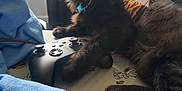 Lars is registered to the contest to win money with this photo: cat, black_cat, pet, gaming_controller, bed, blanket, harness, indoor, window_light, feline, tongue_out, paw, sheet, snoopy, cartoon_print, box, curtain, playful, resting, animal