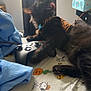 cat, black_cat, pet, gaming_controller, bed, blanket, harness, indoor, window_light, feline, tongue_out, paw, sheet, snoopy, cartoon_print, box, curtain, playful, resting, animal