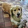 dog, golden_retriever, toy, stuffed_animal, indoor, tile_floor, pet, animal, playful, cute, fur, mammal, smiling, domestic_animal, resting, happy, canine, floor, companion, friend