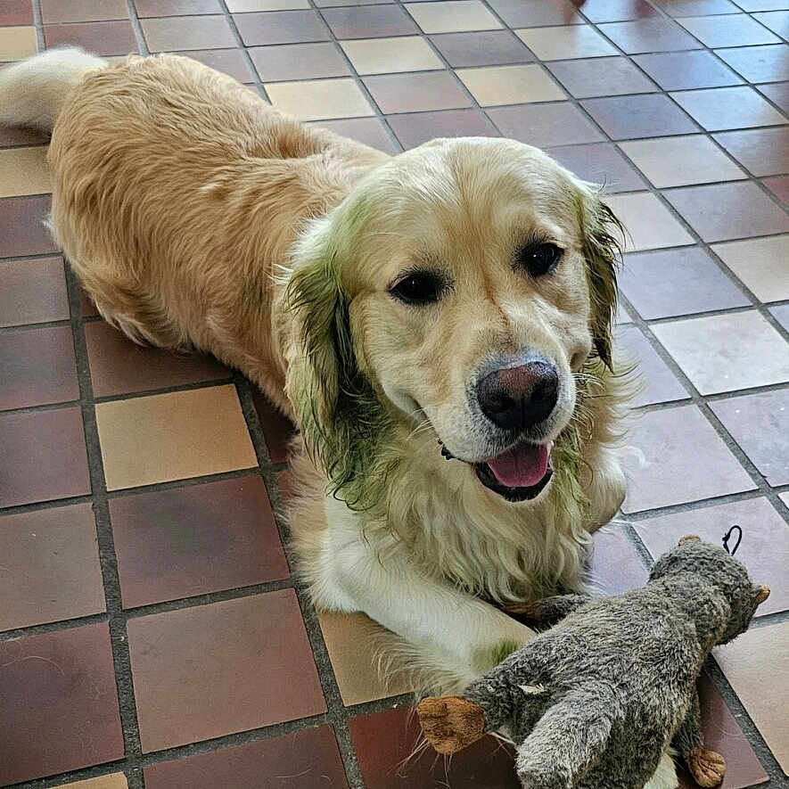 Asa is registered to the contest to win money with this photo: animal, canine, companion, cute, dog, domestic_animal, floor, friend, fur, golden_retriever, happy, indoor, mammal, pet, playful, resting, smiling, stuffed_animal, tile_floor, toy