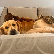 Asa is registered to the contest to win money with this photo: dog, golden_retriever, couch, stuffed_animal, brown_bear, leopard_toy, pet, relaxed, indoor, furniture, blanket, laying_down, animal, cozy, soft_lighting, home, resting, cute, domestic_animal, sleepy