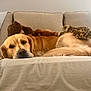 dog, golden_retriever, couch, stuffed_animal, brown_bear, leopard_toy, pet, relaxed, indoor, furniture, blanket, laying_down, animal, cozy, soft_lighting, home, resting, cute, domestic_animal, sleepy