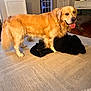 golden_retriever, dog, indoor, carpet, blanket, tongue_out, happy, living_room, furniture, door, dog_bed, wooden_floor, pet, canine, animal, domestic, fur, collar, smiling, household