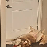 Jack joined the competition — help win amazing prizes! dog, indoor, floor, door, bandana, lying_down, relaxed, fluffy, brown_and_white, pet, canine, home, fur, ears, tail, paw, animal, cute, companion, resting