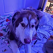 Jack joined the competition — help win amazing prizes! animal, bed, blanket, canine, comfort, cozy, dog, ear, fur, furniture, headset, household, indoor, lying_down, pet, purple_light, relaxation, room, snout, technology