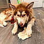 dog, party_hat, red_bandana, cardboard, chewing, floor, indoor, pet, canine, brown_and_white, fluffy, door, wooden_floor, animal, playful, close_up, household, tongue, paws, fun