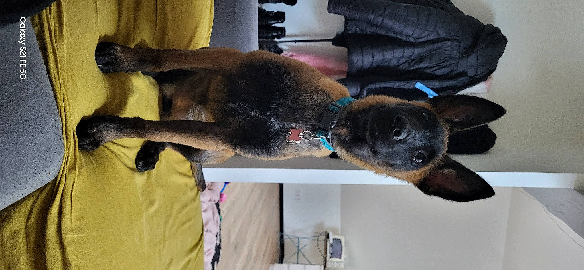 Laïka participe au concours pour gagner de l'argent avec cette photo : canidae, carnivore, collar, companion_dog, dog, dog_breed, ear, fawn, fur, jaw, liver, pet_supply, plant, snout, sporting_group, tail, tree, working_animal