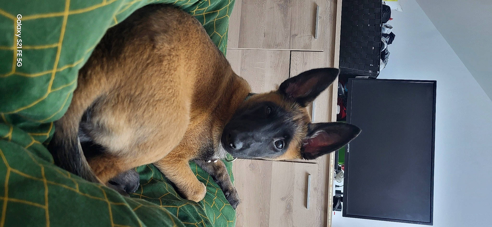 Laïka a rejoint le concours — aidez-le/la à gagner de superbes lots ! carnivore, dog, dog_breed, fawn, felidae, snout, terrestrial_animal, whiskers, wildlife, working_animal