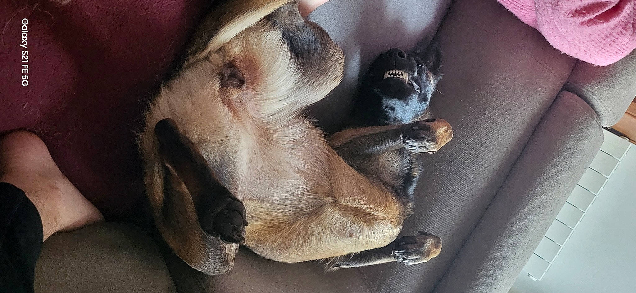 Laïka a rejoint le concours — aidez-le/la à gagner de superbes lots ! canidae, carnivore, comfort, companion_dog, dog, dog_breed, fawn, felidae, fur, nap, non_sporting_group, paw, small_to_medium_sized_cats, snout, sporting_group, tail, toy_dog, whiskers, working_animal, wrinkle