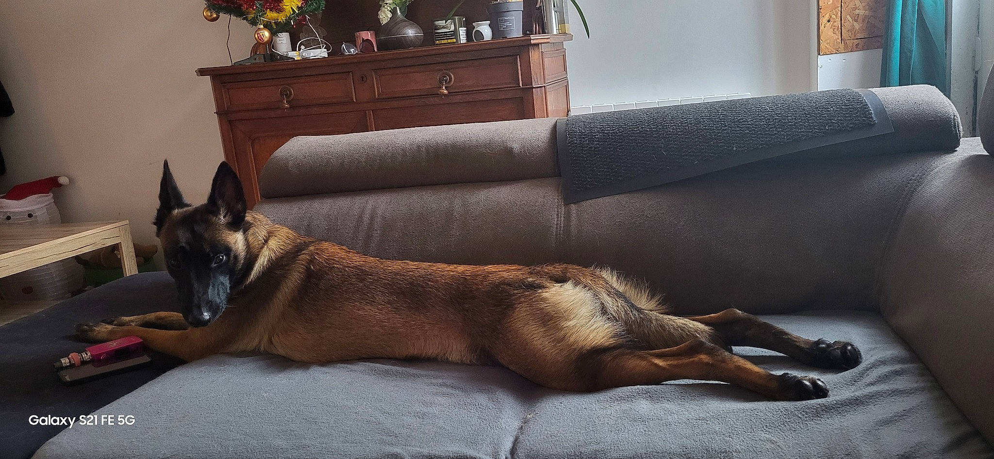 Laïka a rejoint le concours — aidez-le/la à gagner de superbes lots ! cabinetry, carnivore, comfort, companion_dog, couch, dog, dog_breed, fawn, floor, flooring, furniture, hardwood, interior_design, living_room, plant, room, snout, tail, wood, working_animal