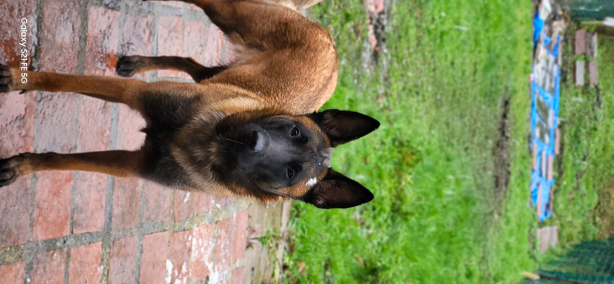 Laïka participe au concours pour gagner de l'argent avec cette photo : canidae, carnivore, dog, dog_breed, fawn, fur, german_shepherd_dog, grass, liver, old_german_shepherd_dog, plant, sporting_group, tail, terrestrial_animal, whiskers, wildlife, working_animal