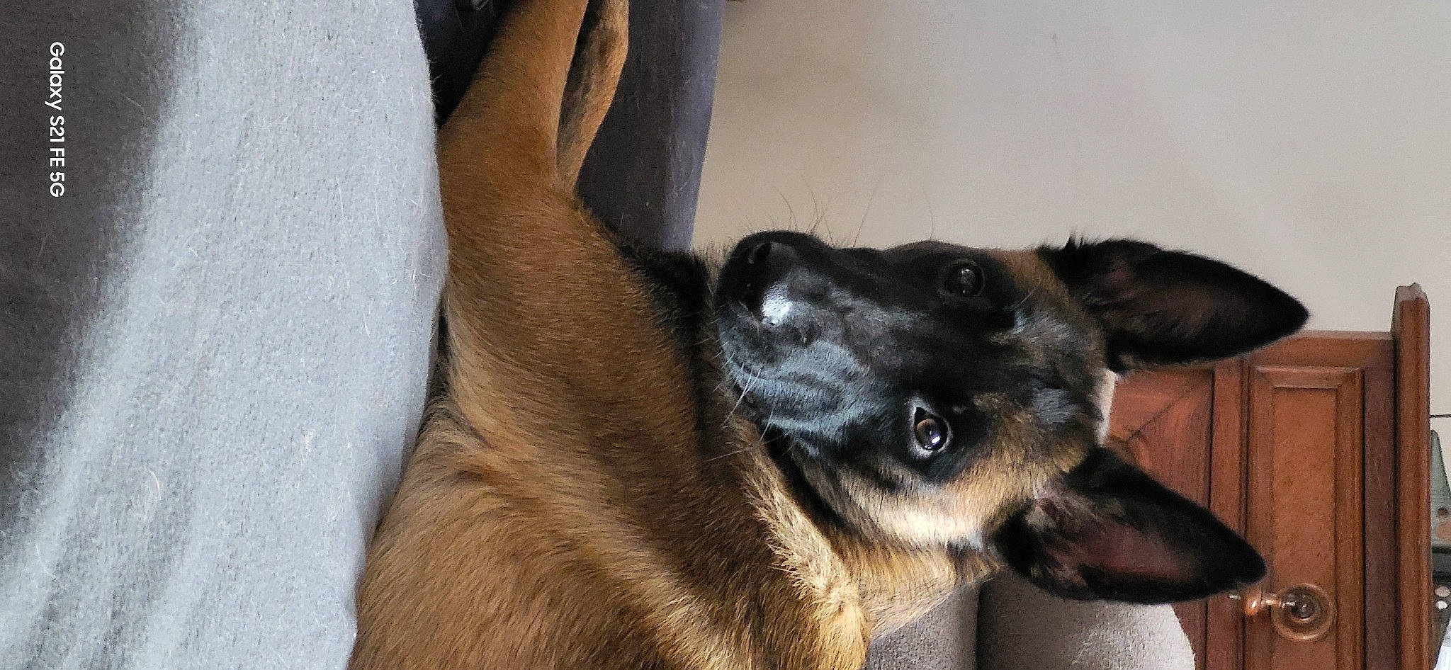 Laïka participe au concours pour gagner de l'argent avec cette photo : canidae, carnivore, companion_dog, dog, dog_breed, ear, fawn, foot, fur, liver, old_german_shepherd_dog, paw, pet_supply, snout, sporting_group, whiskers, working_animal, working_dog