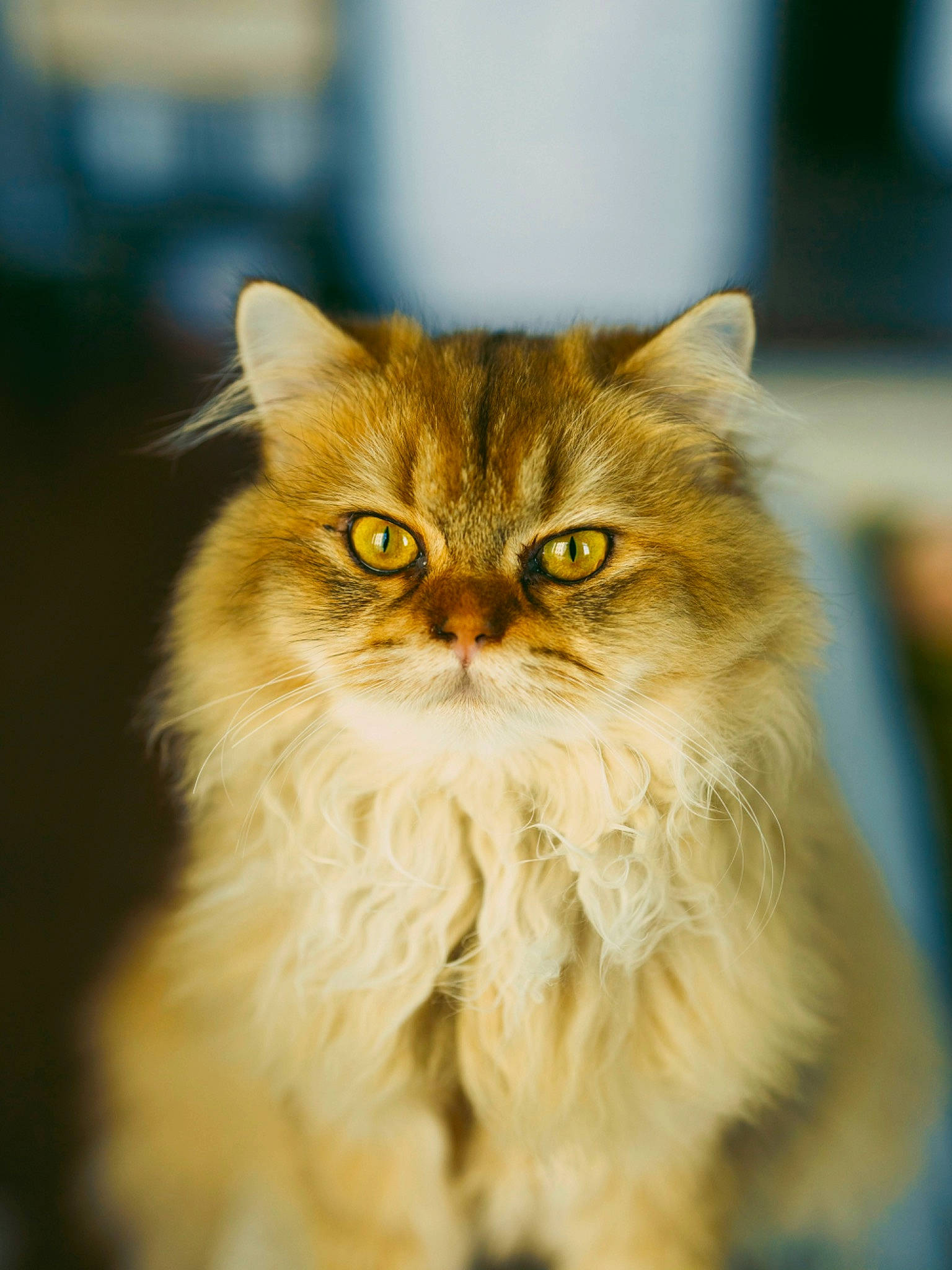 Ember joined the competition — help win amazing prizes! british_longhair, carnivore, cat, close_up, eye, fawn, felidae, fur, hair, iris, norwegian_forest_cat, persian, plant, small_to_medium_sized_cats, snout, terrestrial_animal, whiskers, wildlife, wood