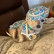 Peanut joined the competition — help win amazing prizes! dog, small_dog, pet, hat, clothing, floral_pattern, blanket, indoor, furniture, leather_chair, cute, animal_accessory, collar, tag, resting, portrait, canine, fashion, costume, relaxed