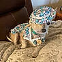 dog, small_dog, pet, hat, clothing, floral_pattern, blanket, indoor, furniture, leather_chair, cute, animal_accessory, collar, tag, resting, portrait, canine, fashion, costume, relaxed