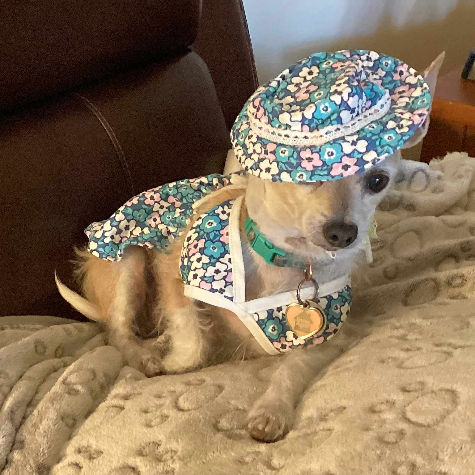 Peanut joined the competition — help win amazing prizes! animal_accessory, blanket, canine, clothing, collar, costume, cute, dog, fashion, floral_pattern, furniture, hat, indoor, leather_chair, pet, portrait, relaxed, resting, small_dog, tag
